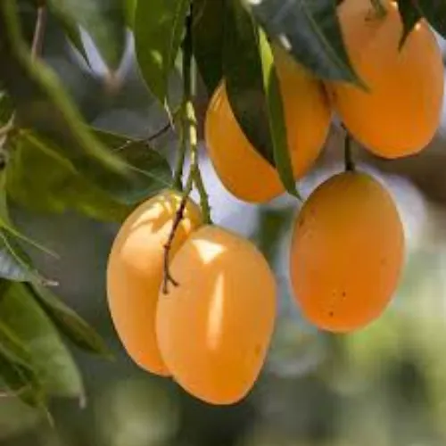Alphonso Mango